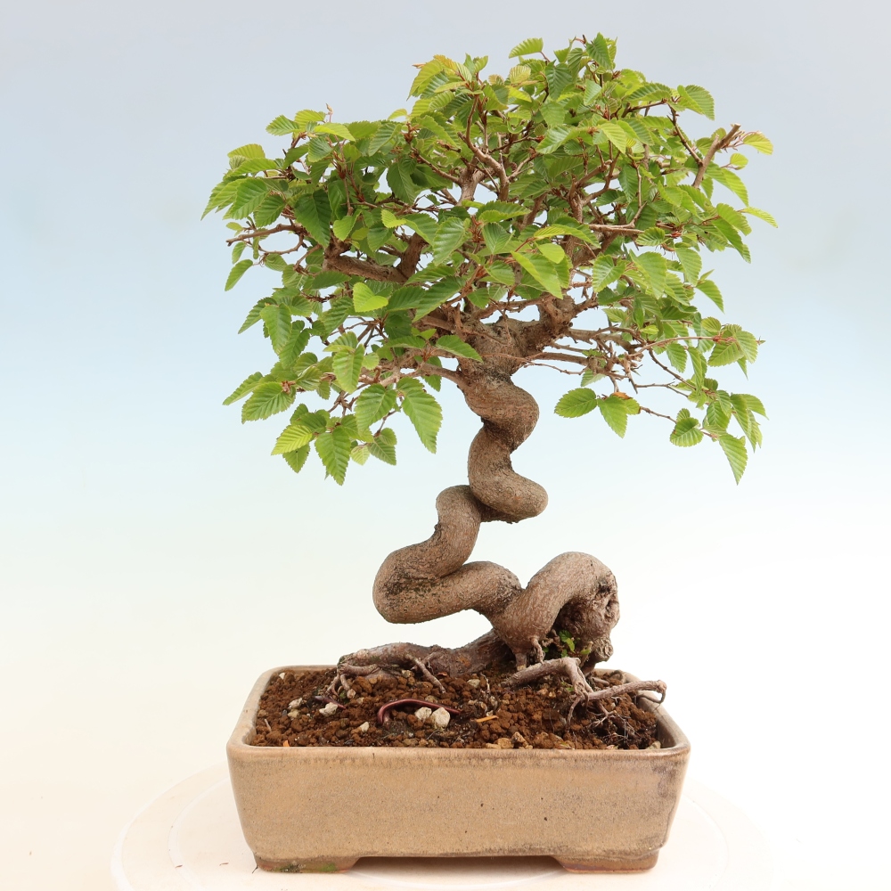 Bonsai für draußen - Karpinus Coreana - Koreanische Hainbuche
