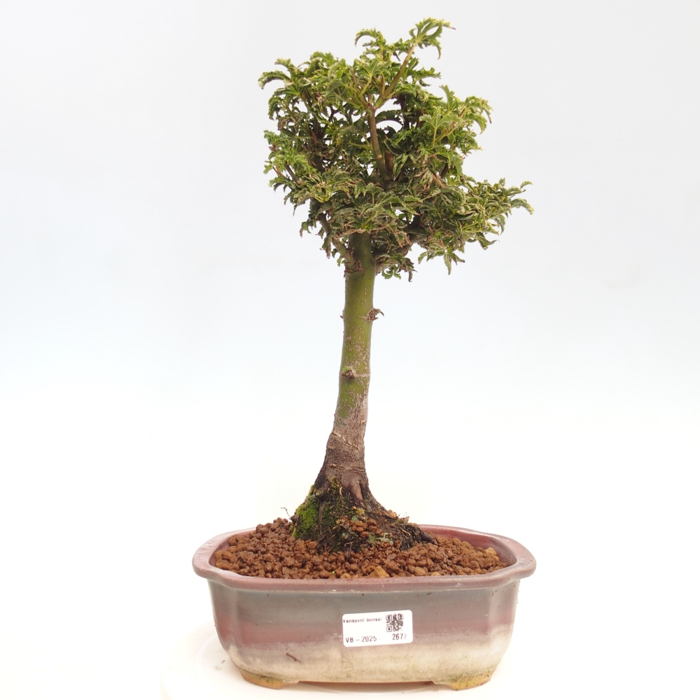 Bonsai für draußen -Javor-Palme Acer palmatum Shishigashira