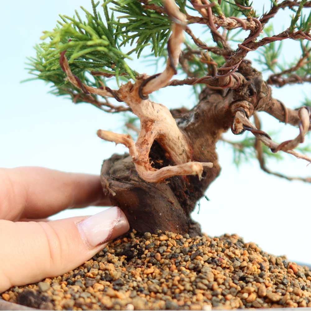 Bonsai für draußen - Juniperus chinensis Itoigawa