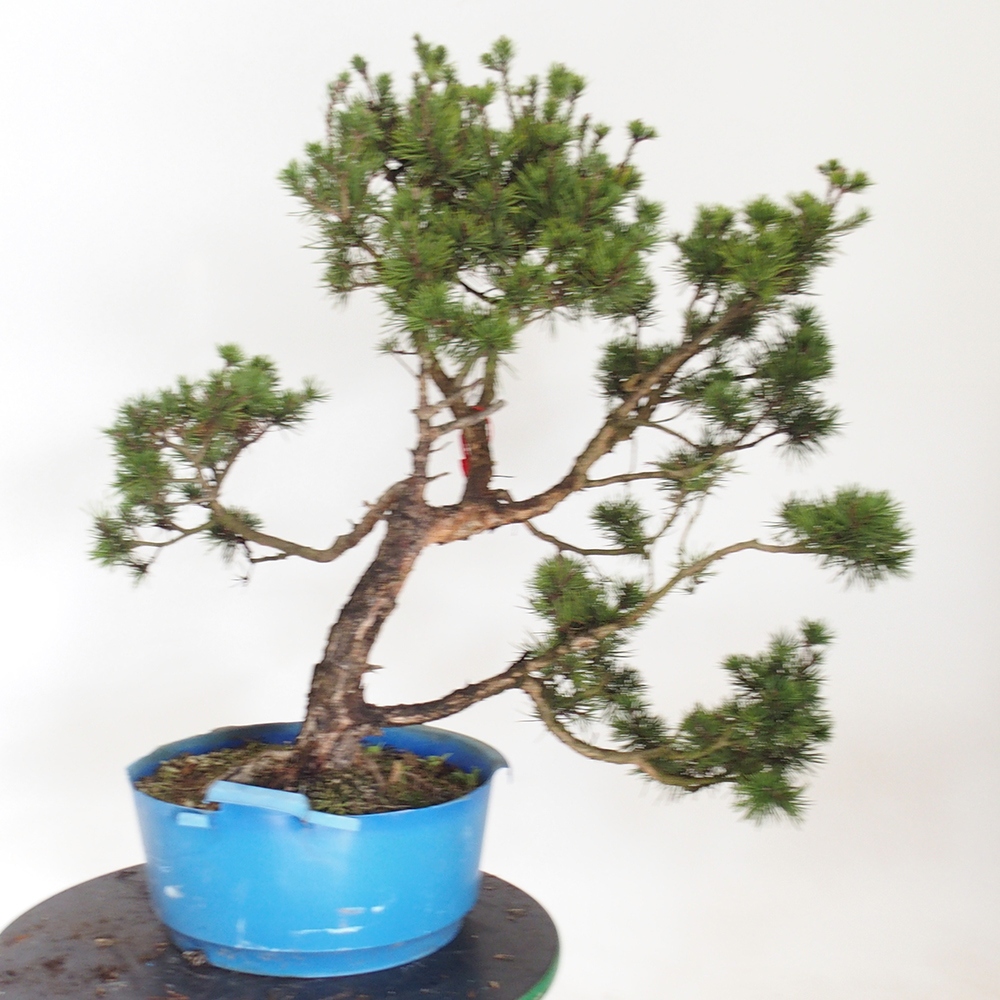 Yamadori - Pinus sylvestris Spanien