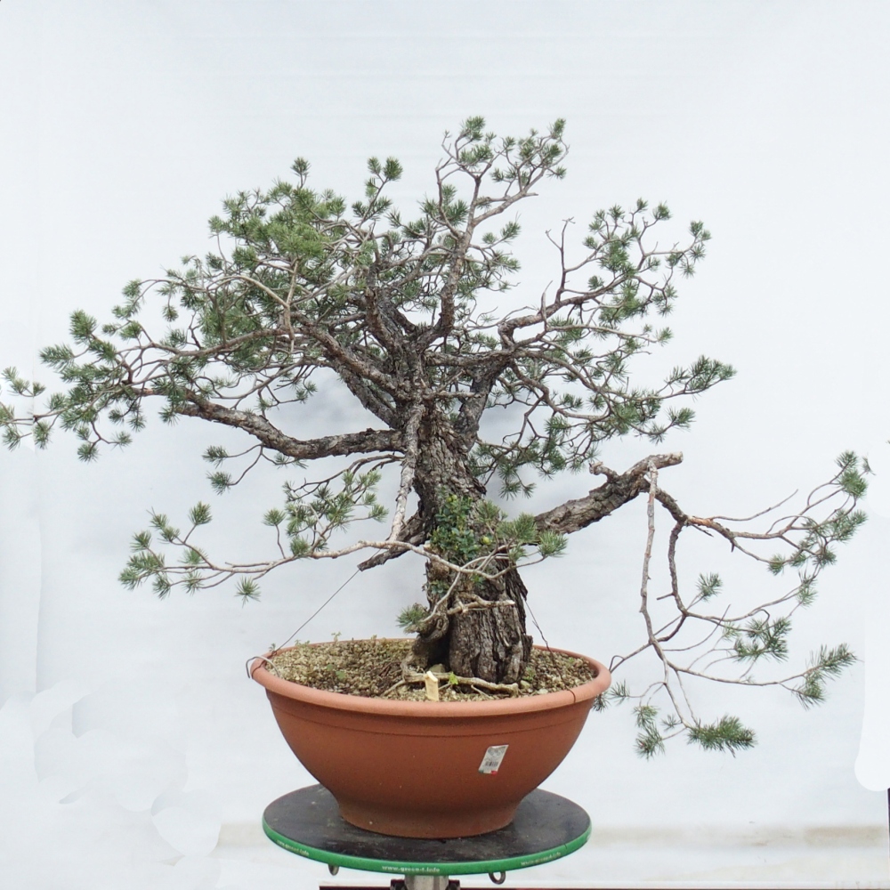 Yamadori - Pinus sylvestris Spanien