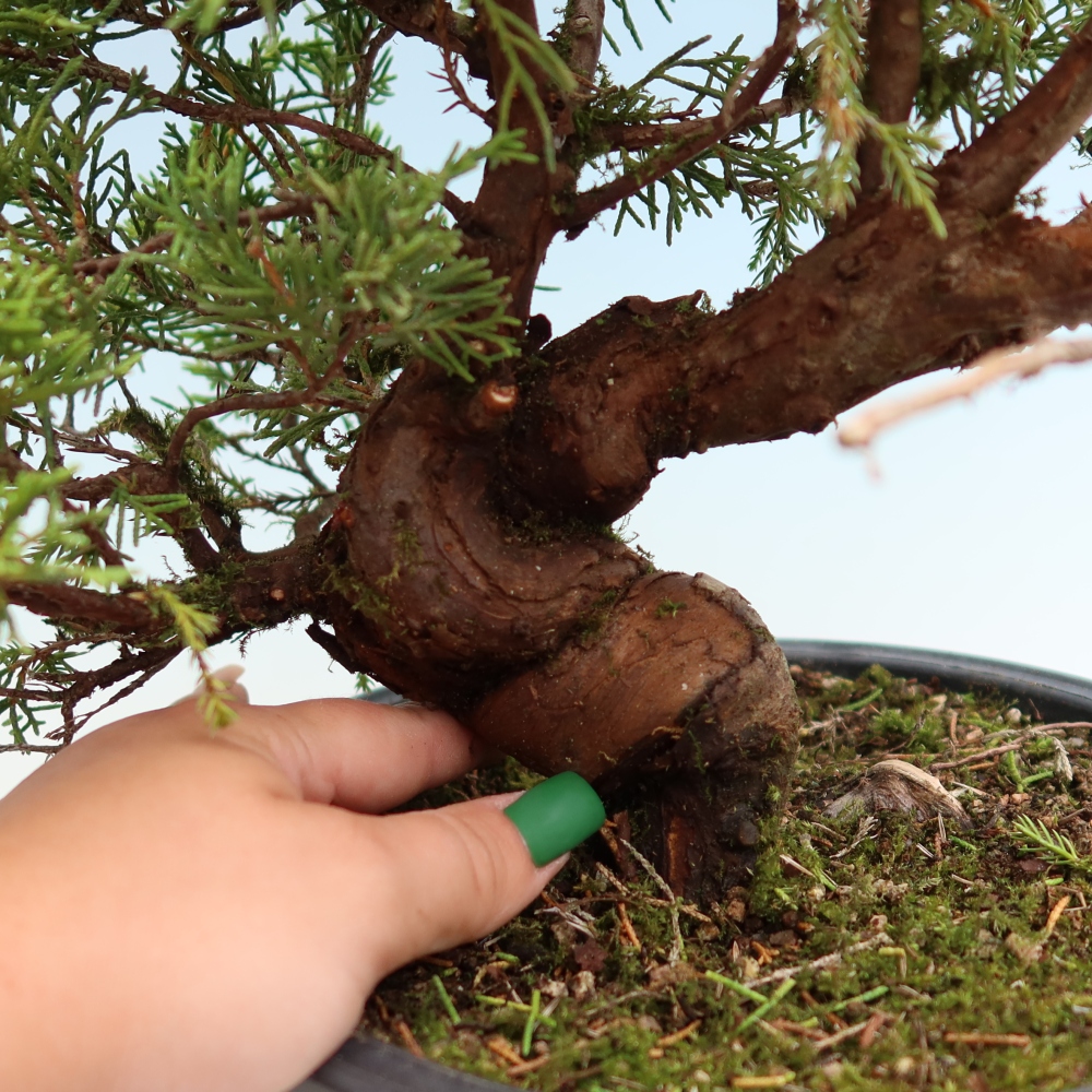 Bonsai für draußen - Juniperus chinensis Itoigawa-Juniperus chinensis
