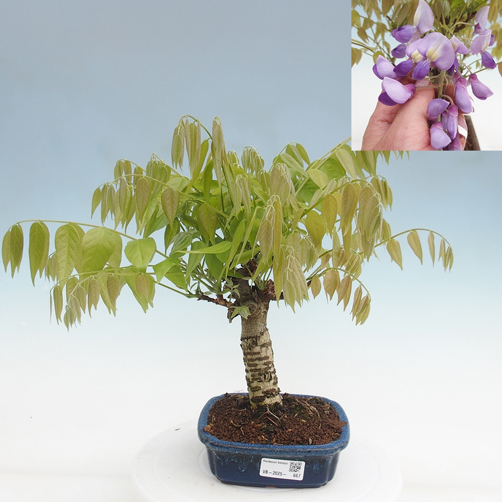 Bonsai für draußen - Wisteria floribunda