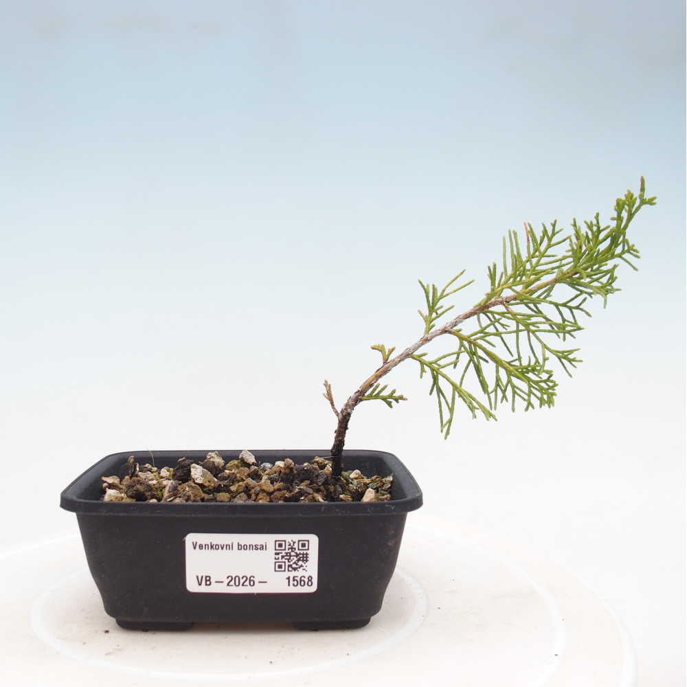 Bonsai für draußen - Juniperus chinensis Itoigawa