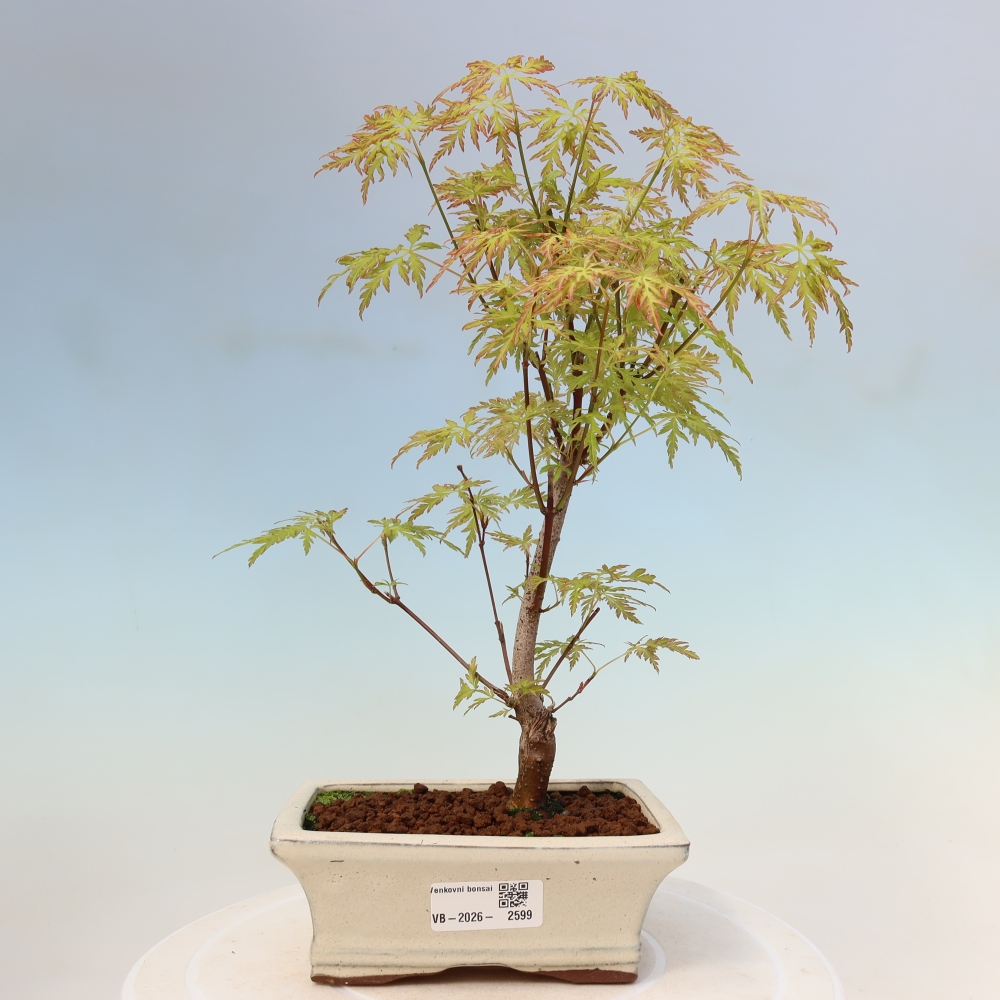 Bonsai für draußen - Acer palmatum Dissectum
