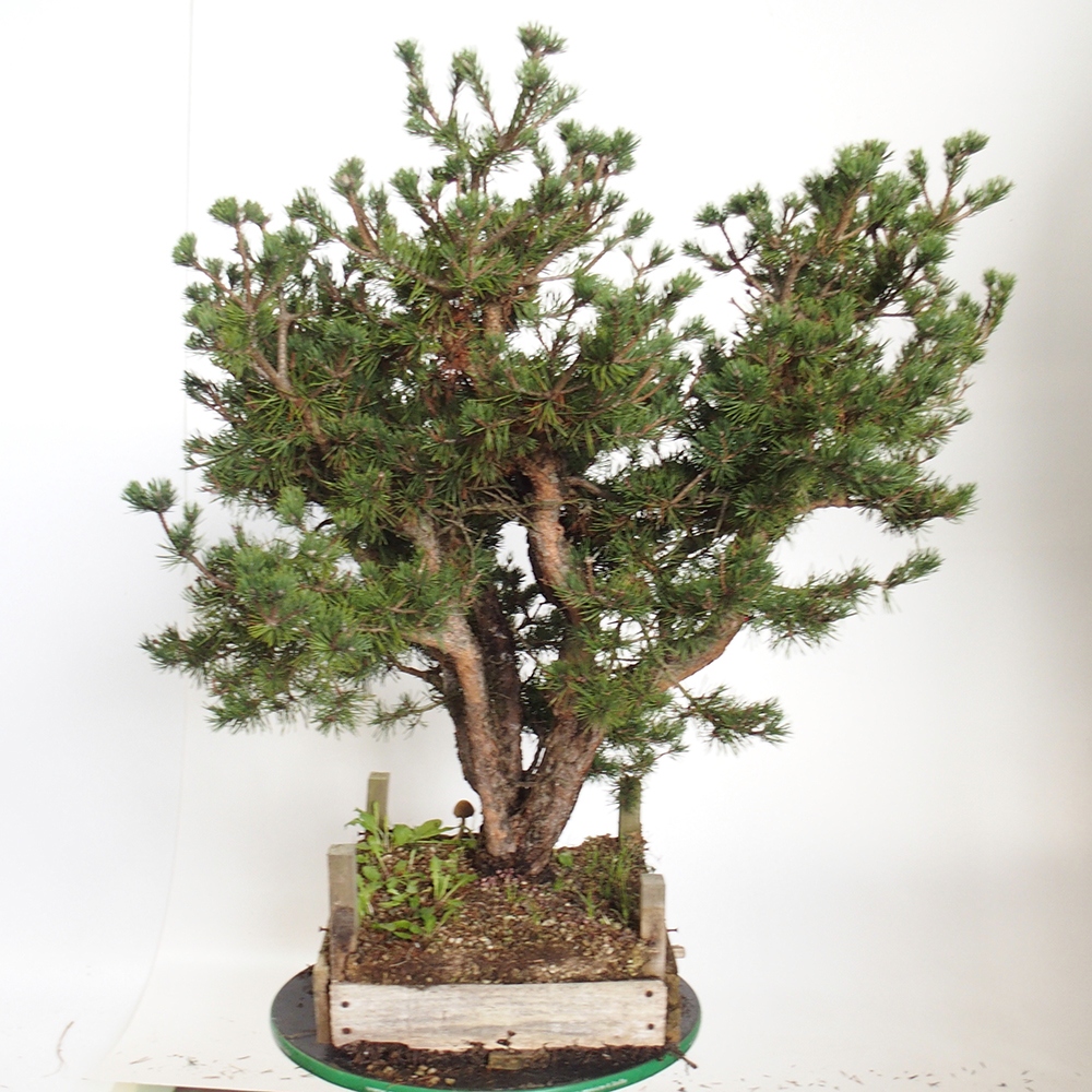 Yamadori - Pinus sylvestris Spanien