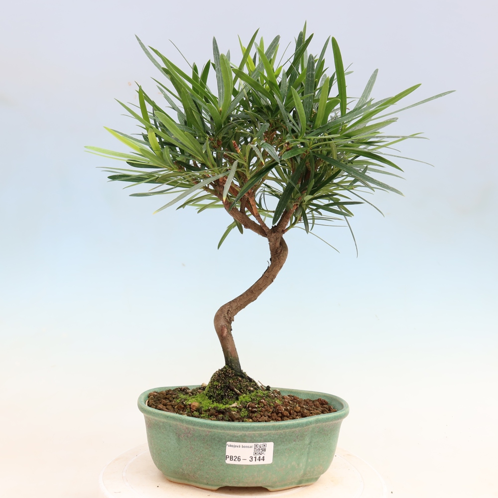 Zimmerbonsai - Podocarpus - Stein-Eibe