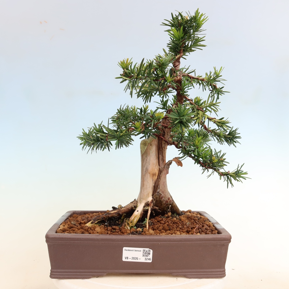 Bonsai für draußen - Taxus cuspidata - Japanische Eibe