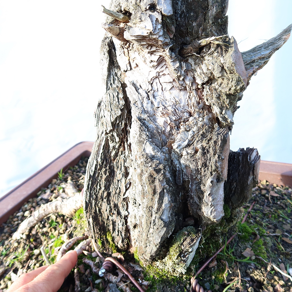 Pinus sylvestris Spanien – Waldkiefer