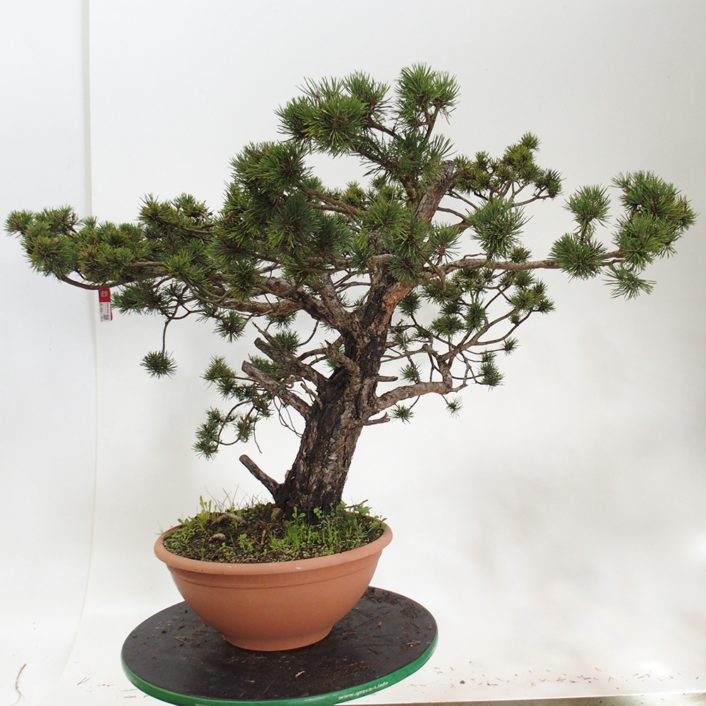 Yamadori - Pinus sylvestris Spanien