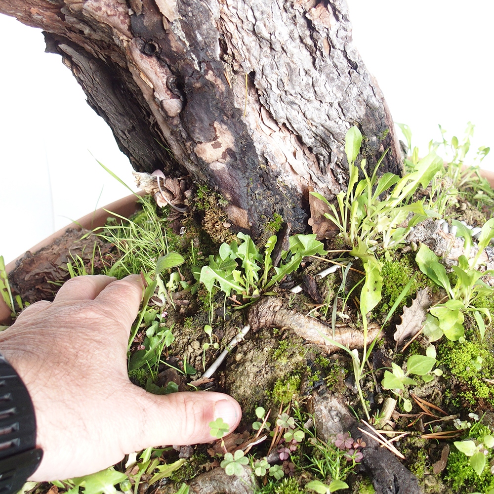 Yamadori - Pinus sylvestris Spanien