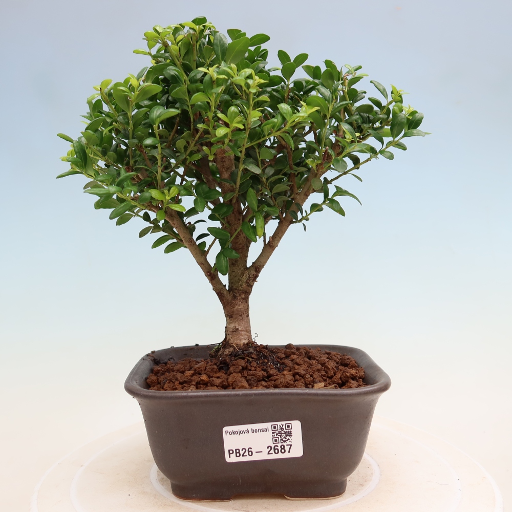 Zimmer Bonsai - Ilex crenata - Stechpalme