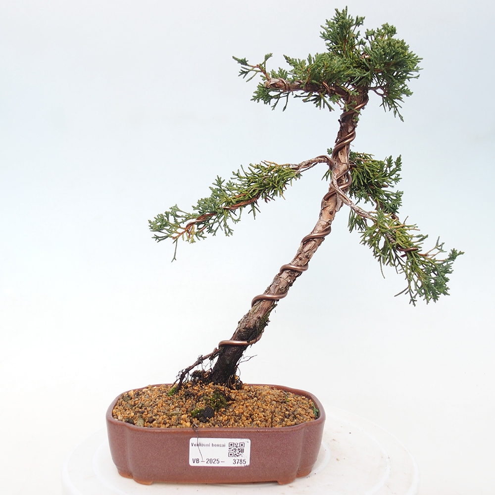 Bonsai für draußen - Juniperus chinensis Kishu