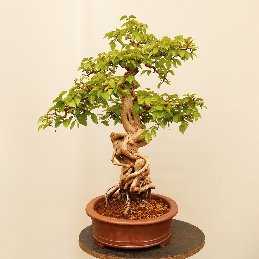 Bonsai für draußen - Karpinus Coreana - Koreanische Hainbuche