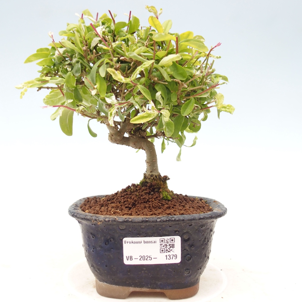 Bonsai für draußen - Ligustrum obtusifolium