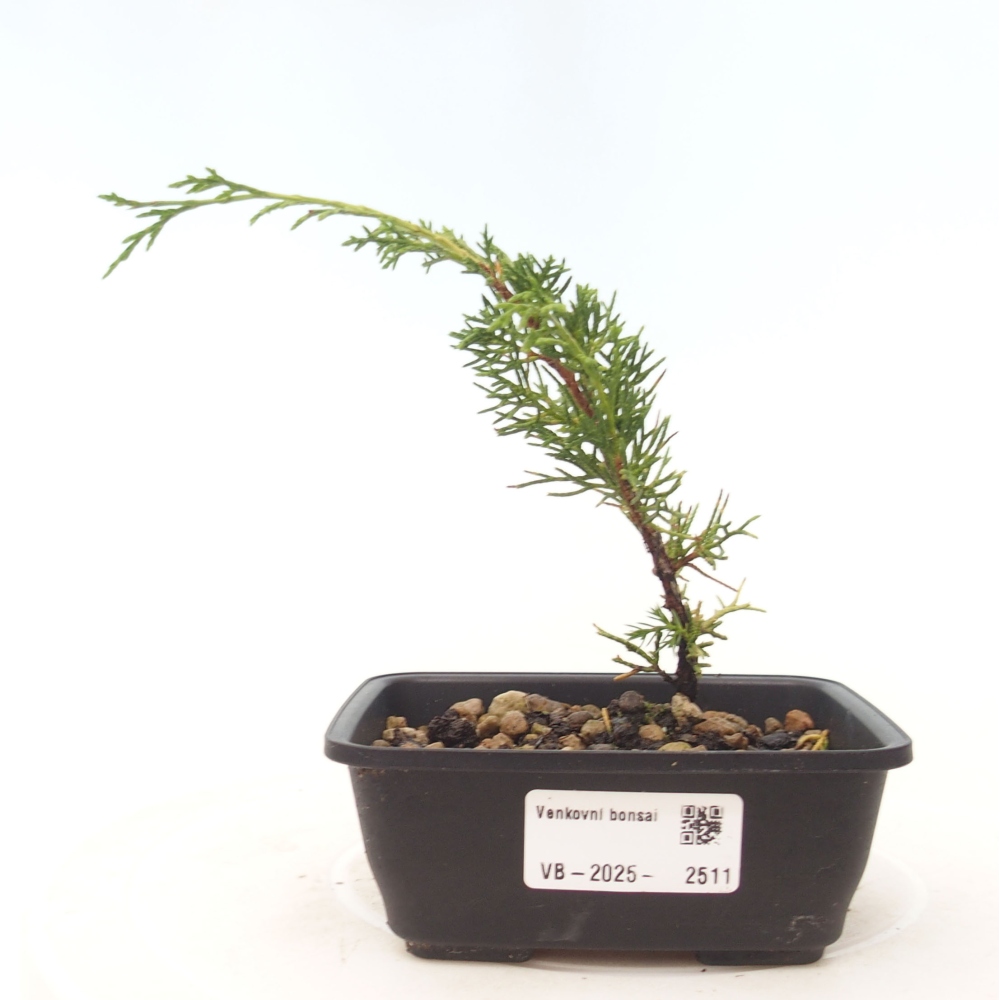 Bonsai für draußen - Juniperus chinensis Itoigawa