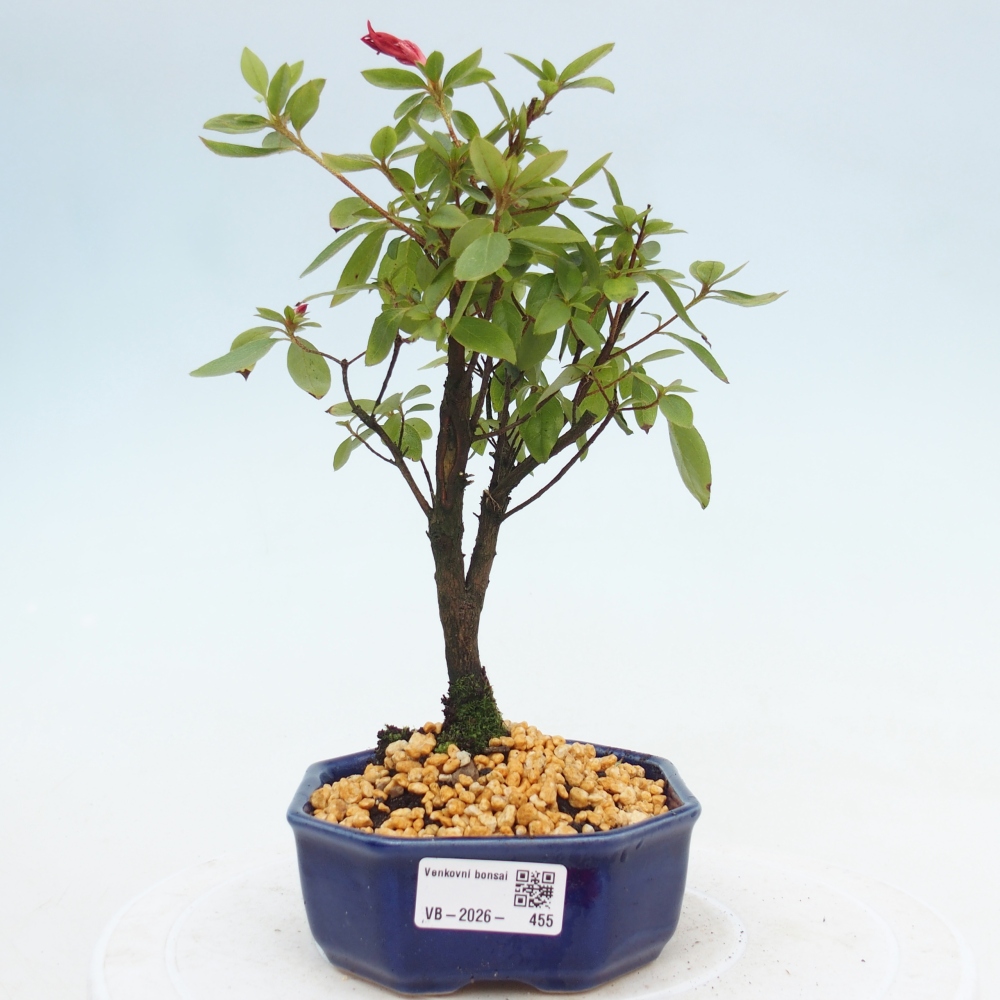 Bonsai für draußen - Japanische Azalee - Azalea sp.