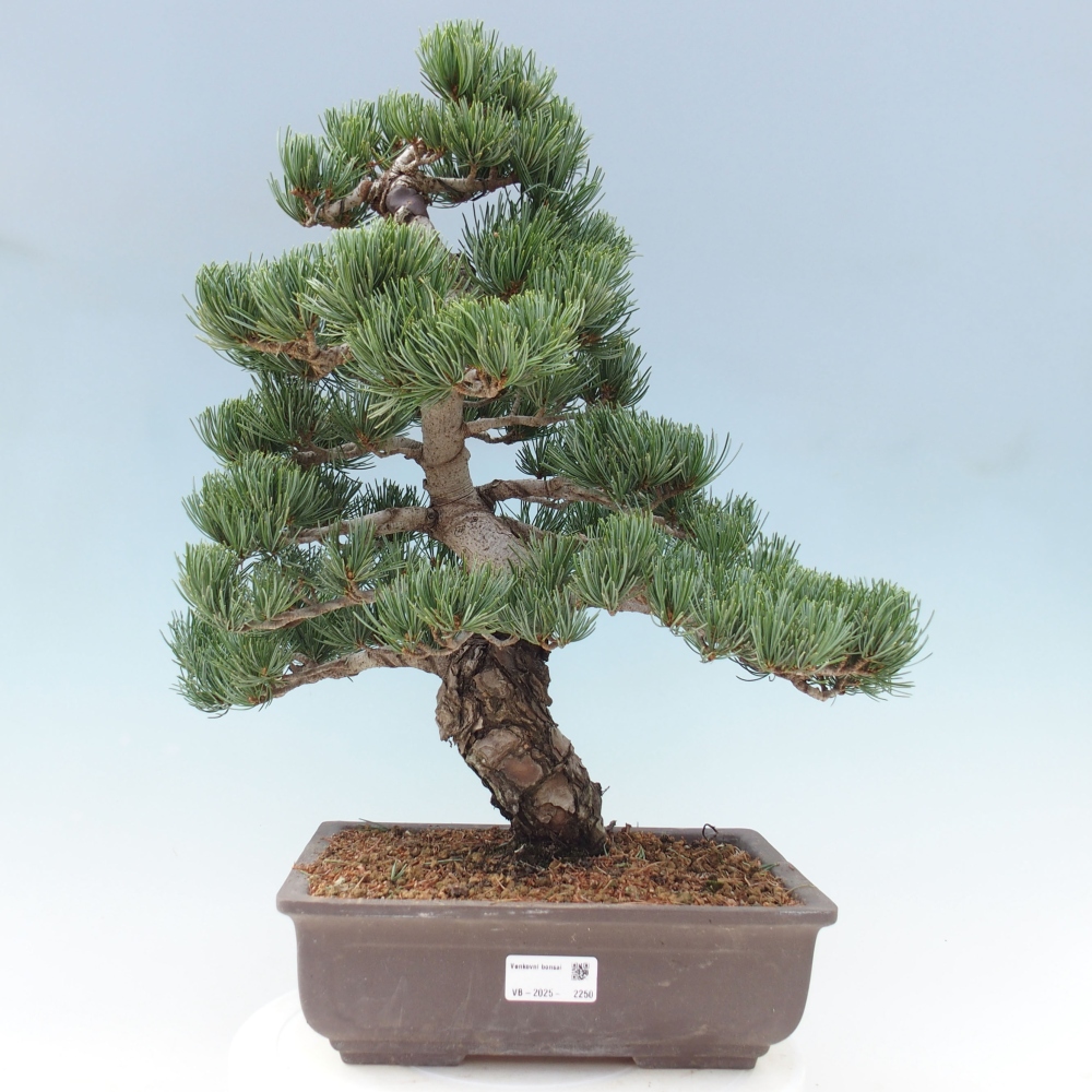 Bonsai für draußen - Pinus parviflora - Pinus parviflora