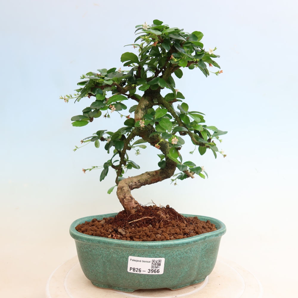Zimmer-Bonsai - Carmona macrophylla - Tee-Fuki