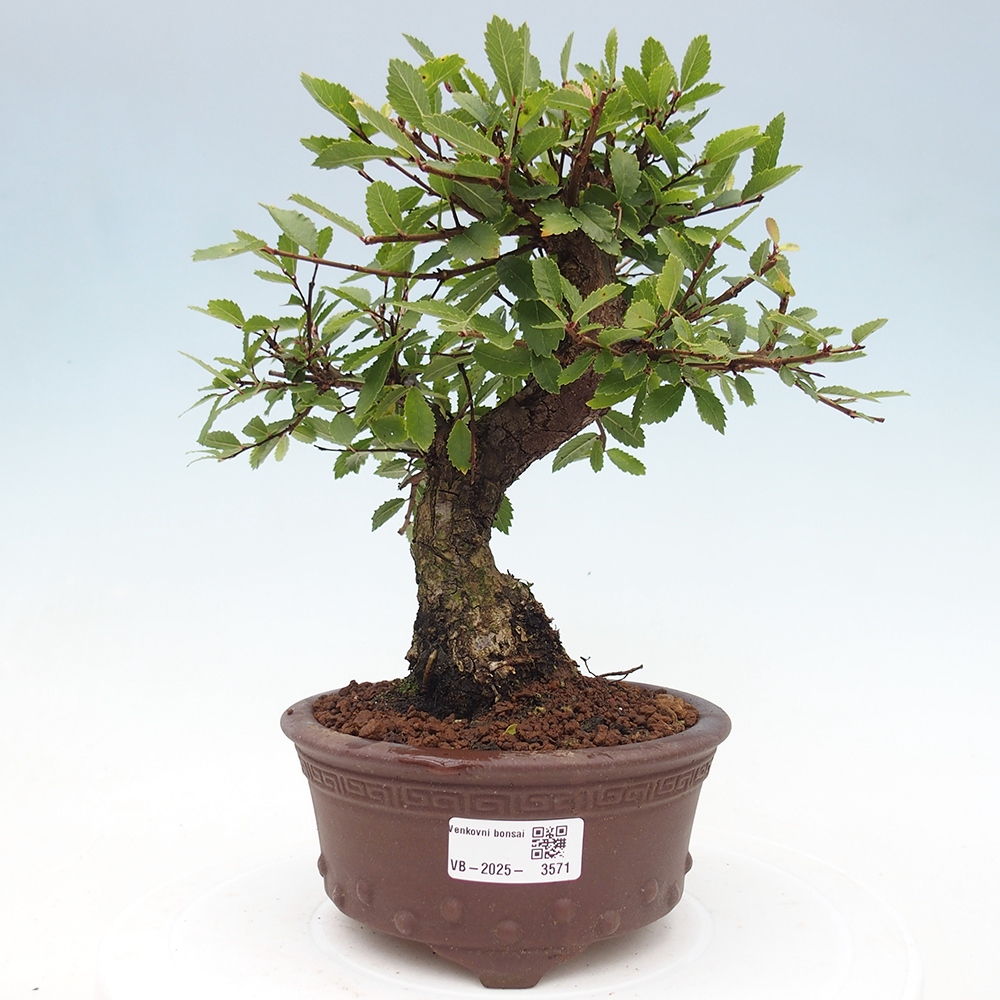 Bonsai für draußen - Zelkova - Zelkova NIRE