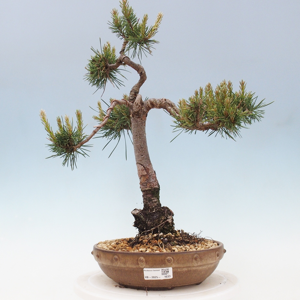 Bonsai für draußen - Pinus Sylvestris Watererri - Waldkiefer
