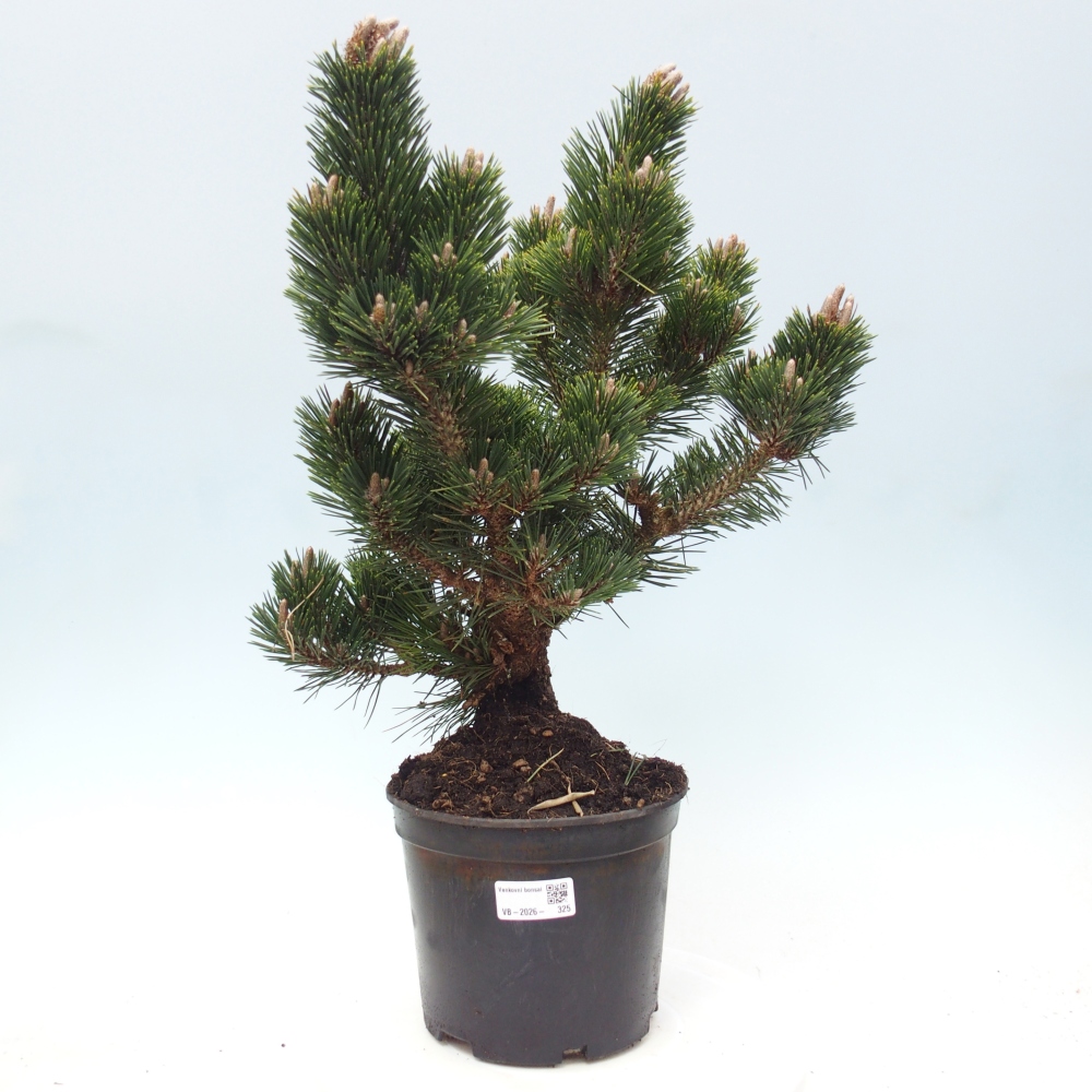 Bonsai für draußen - Pinus thunbergii senjyumaru - Thunberg-Kiefer