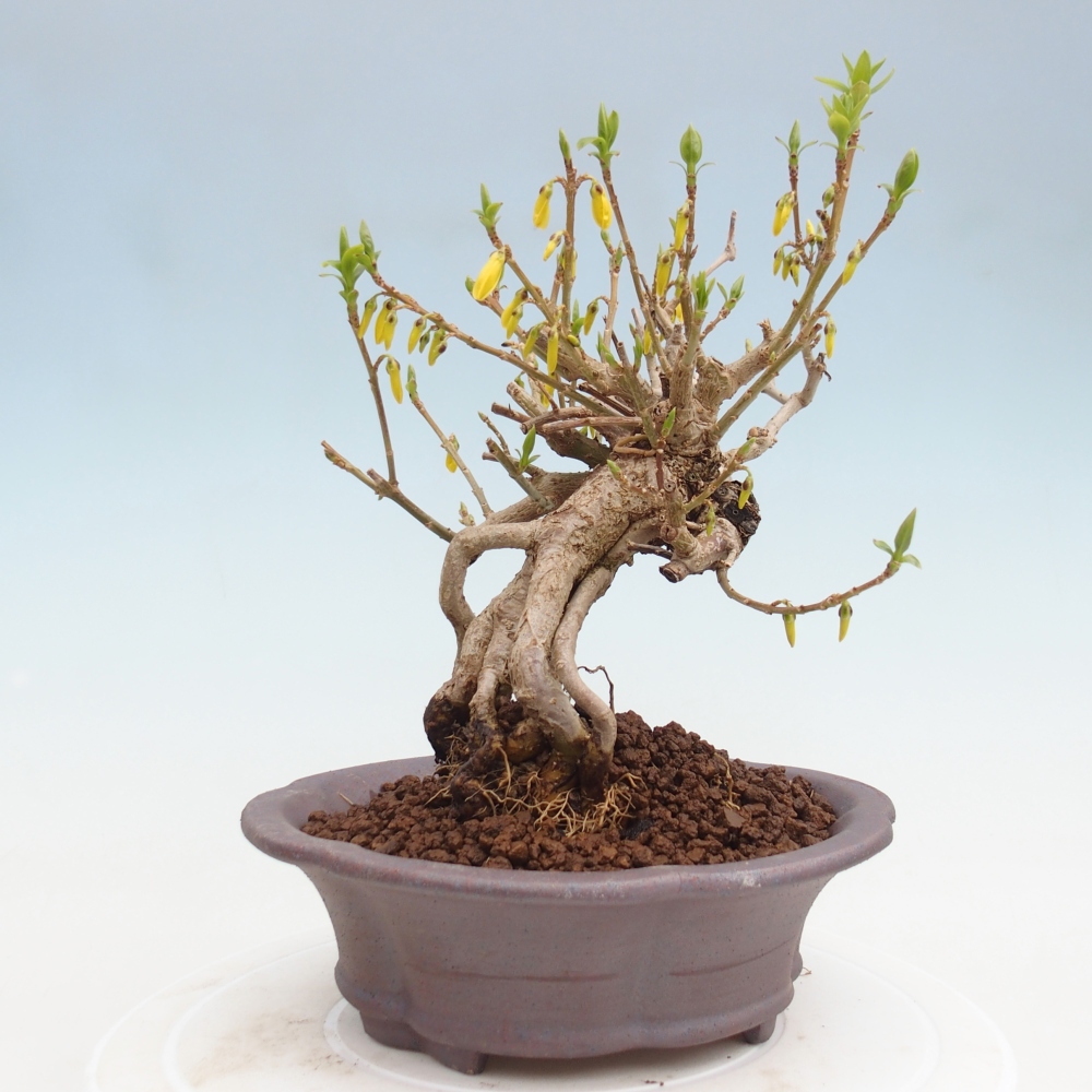 Bonsai für draußen - Zlatice - Forsythia koreana