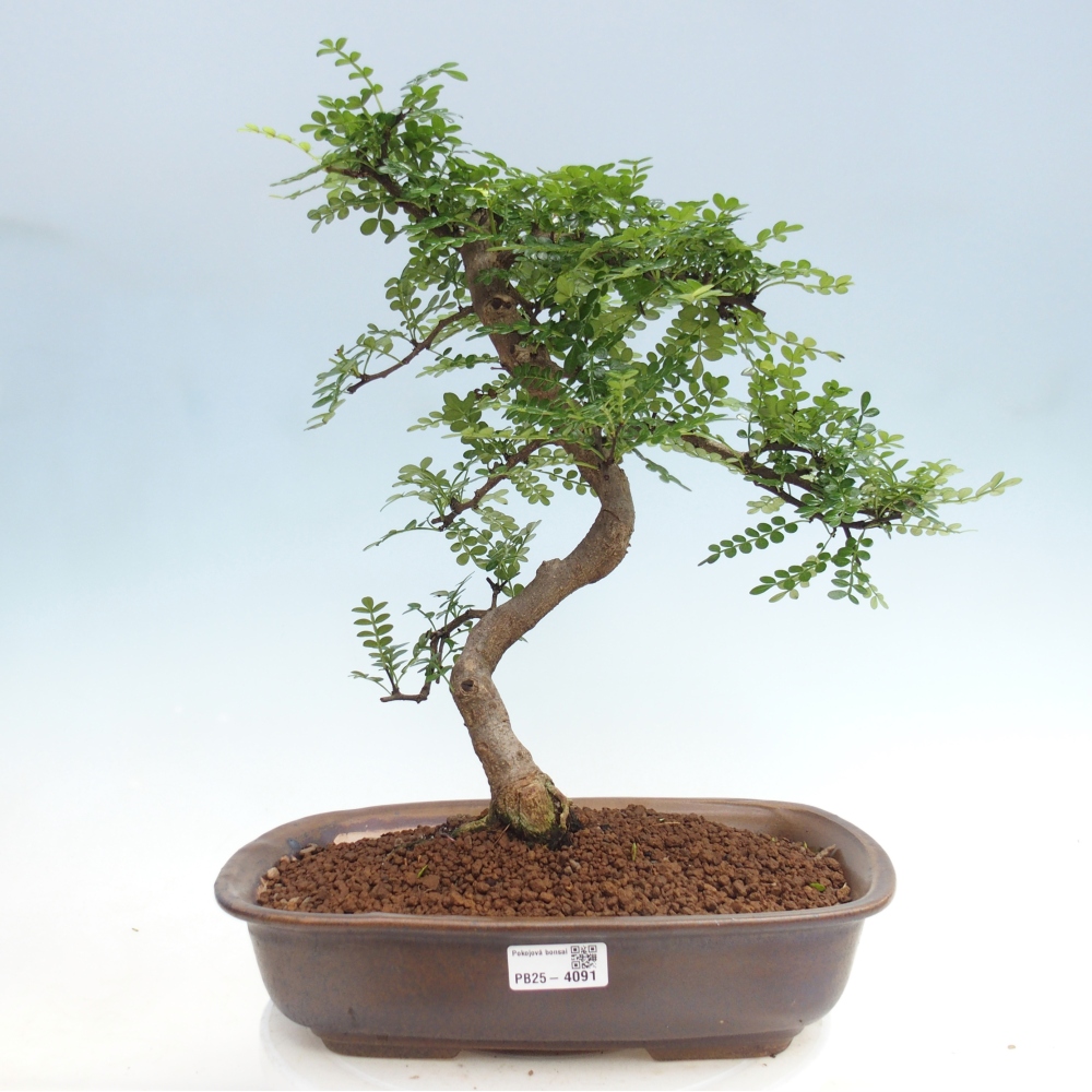 Zimmer Bonsai - Zantoxylum piperitum - Pfefferbaum