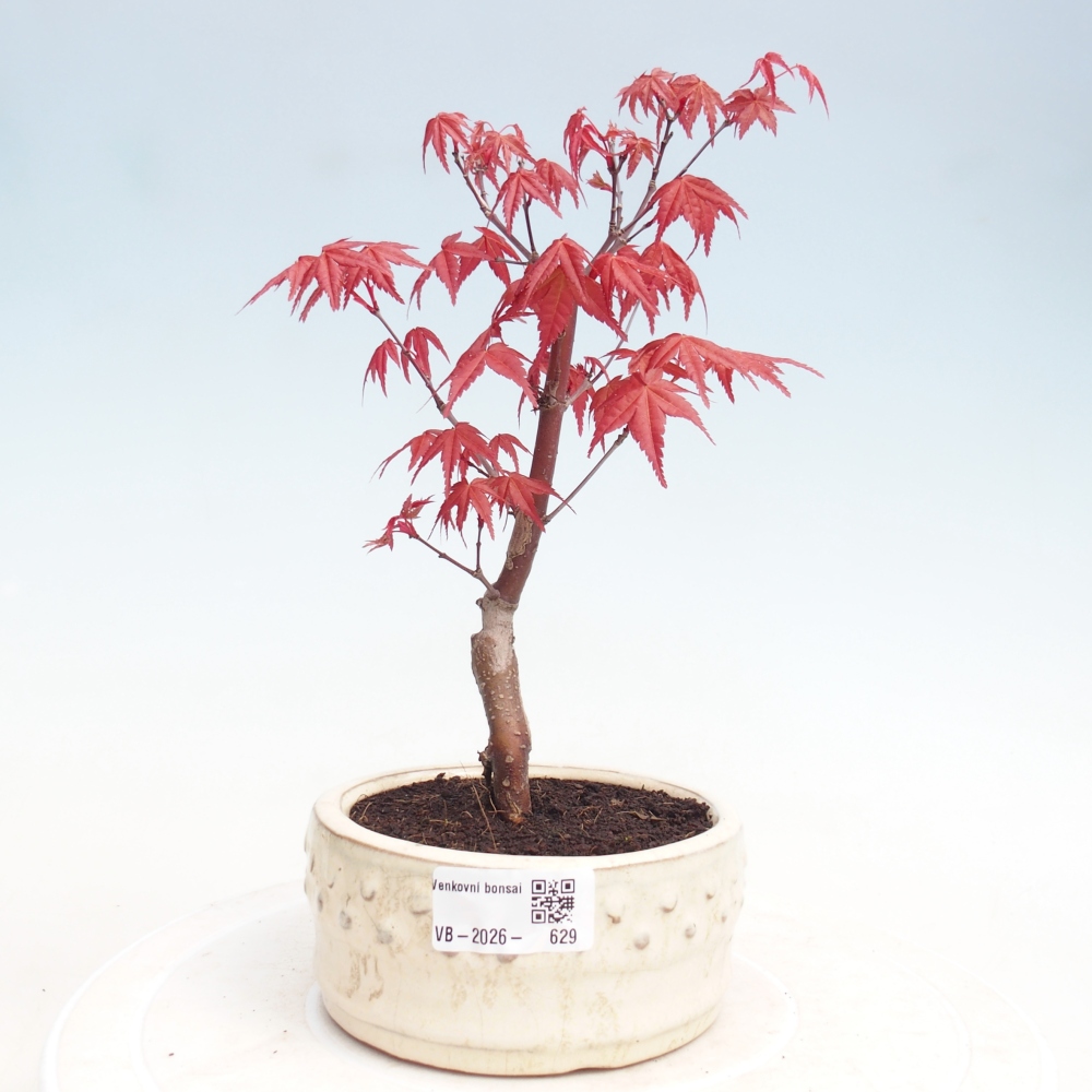 Bonsai für draußen - Acer palmatum DESHOJO