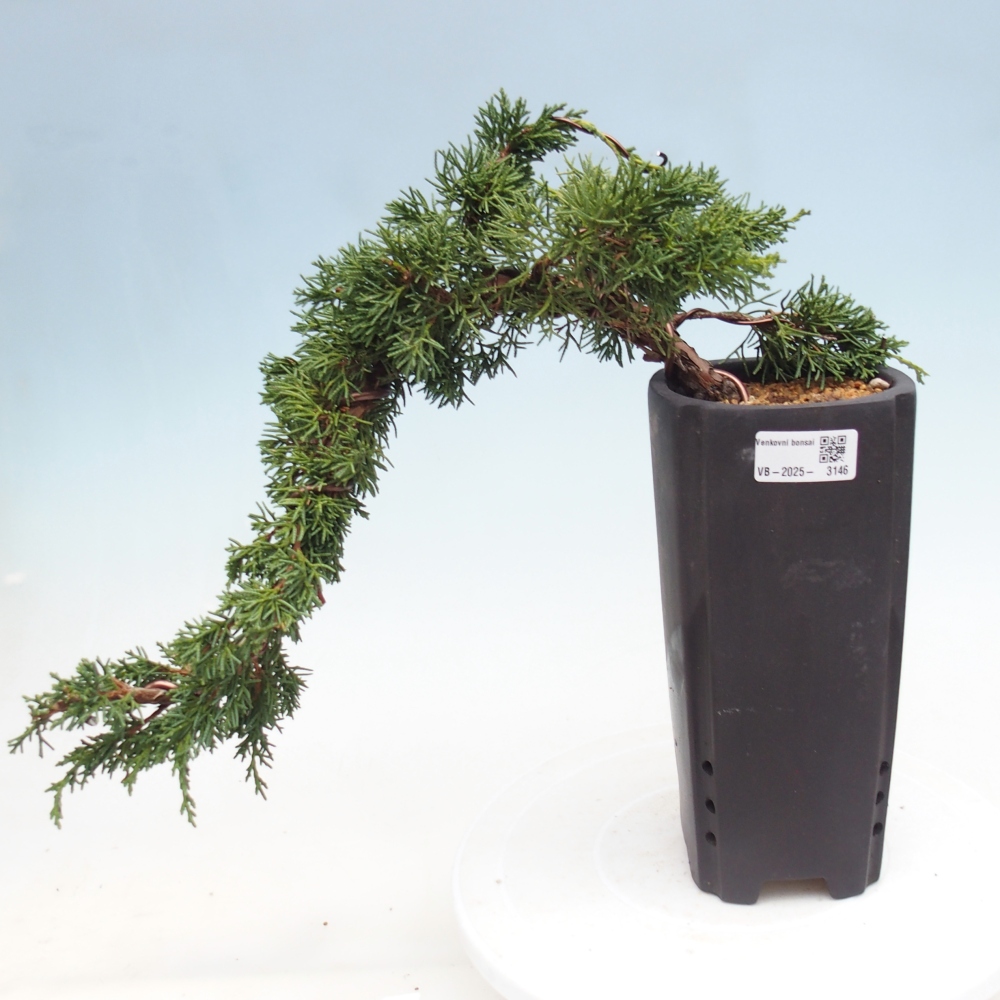 Bonsai für draußen - Juniperus chinensis Kishu