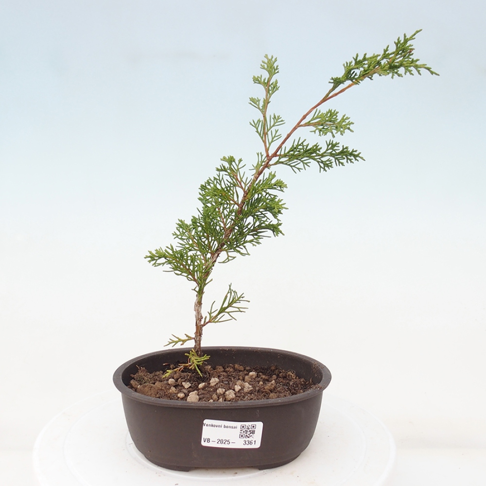 Bonsai für draußen - Juniperus chinensis Itoigawa