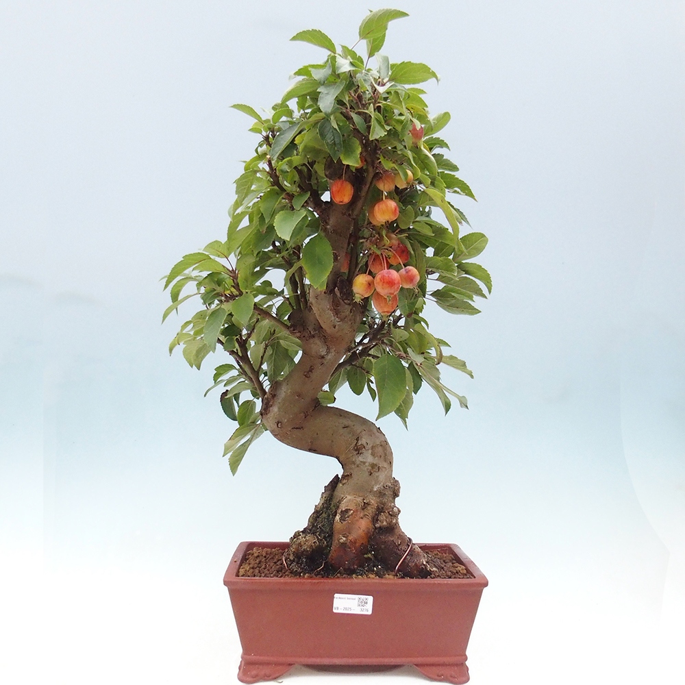 Outdoor-Bonsai -Malus halliana - Kleinfrüchtiger Apfelbaum