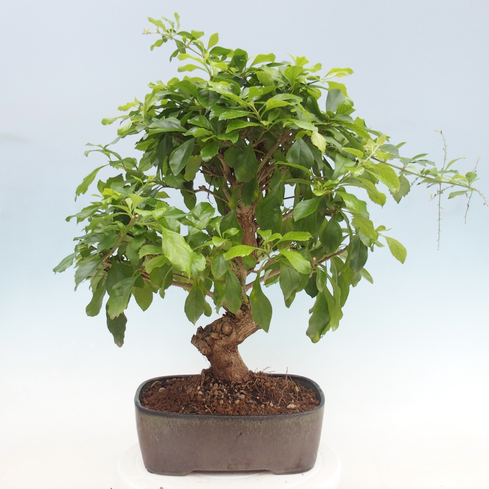 Zimmer Bonsai - Duranta repens -Duranta