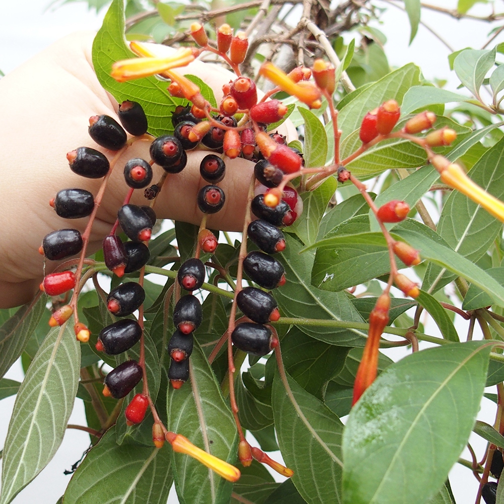 Zimmer Bonsai - Hamelia Patent