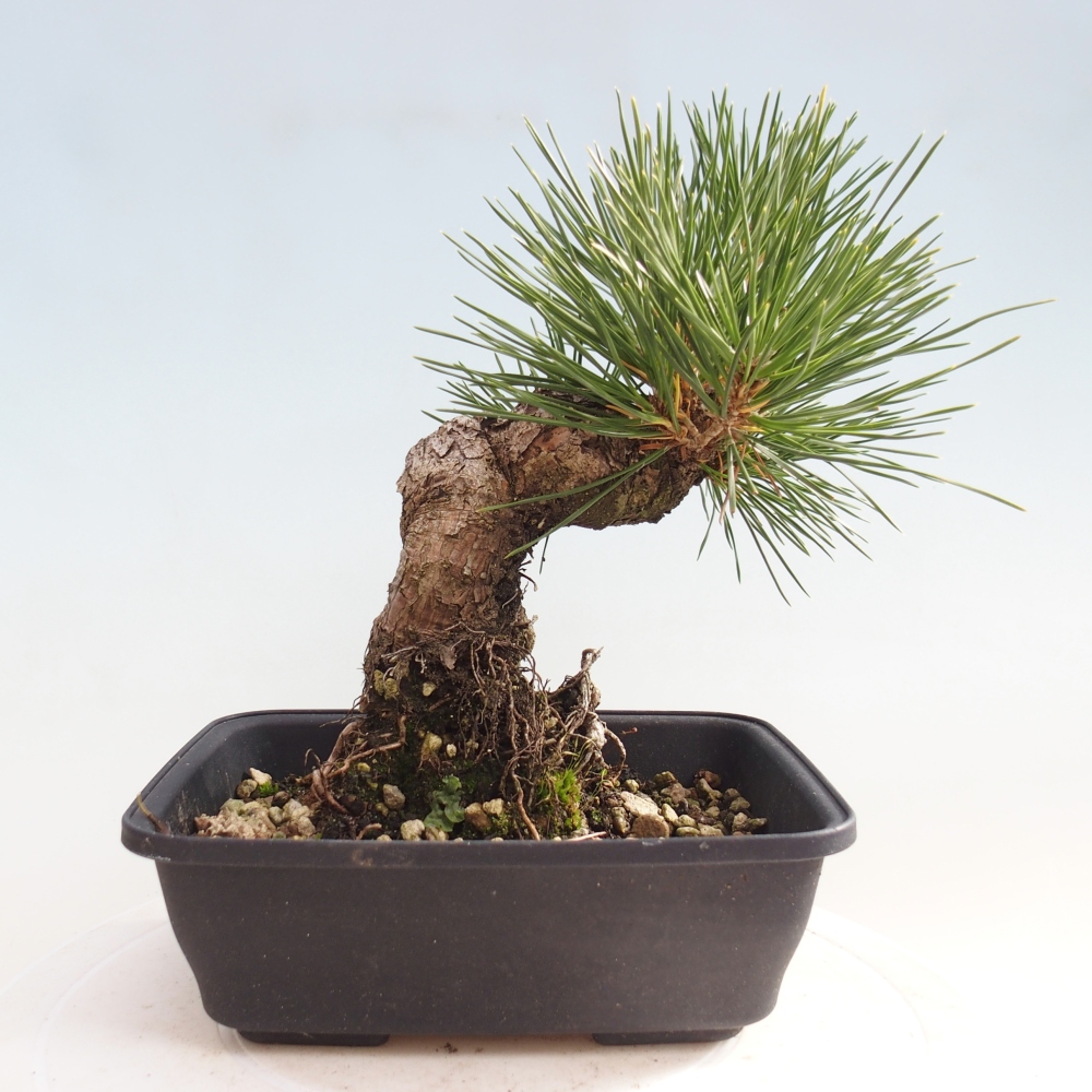 Bonsai für draußen - Pinus thunbergii - Thunberg-Kiefer