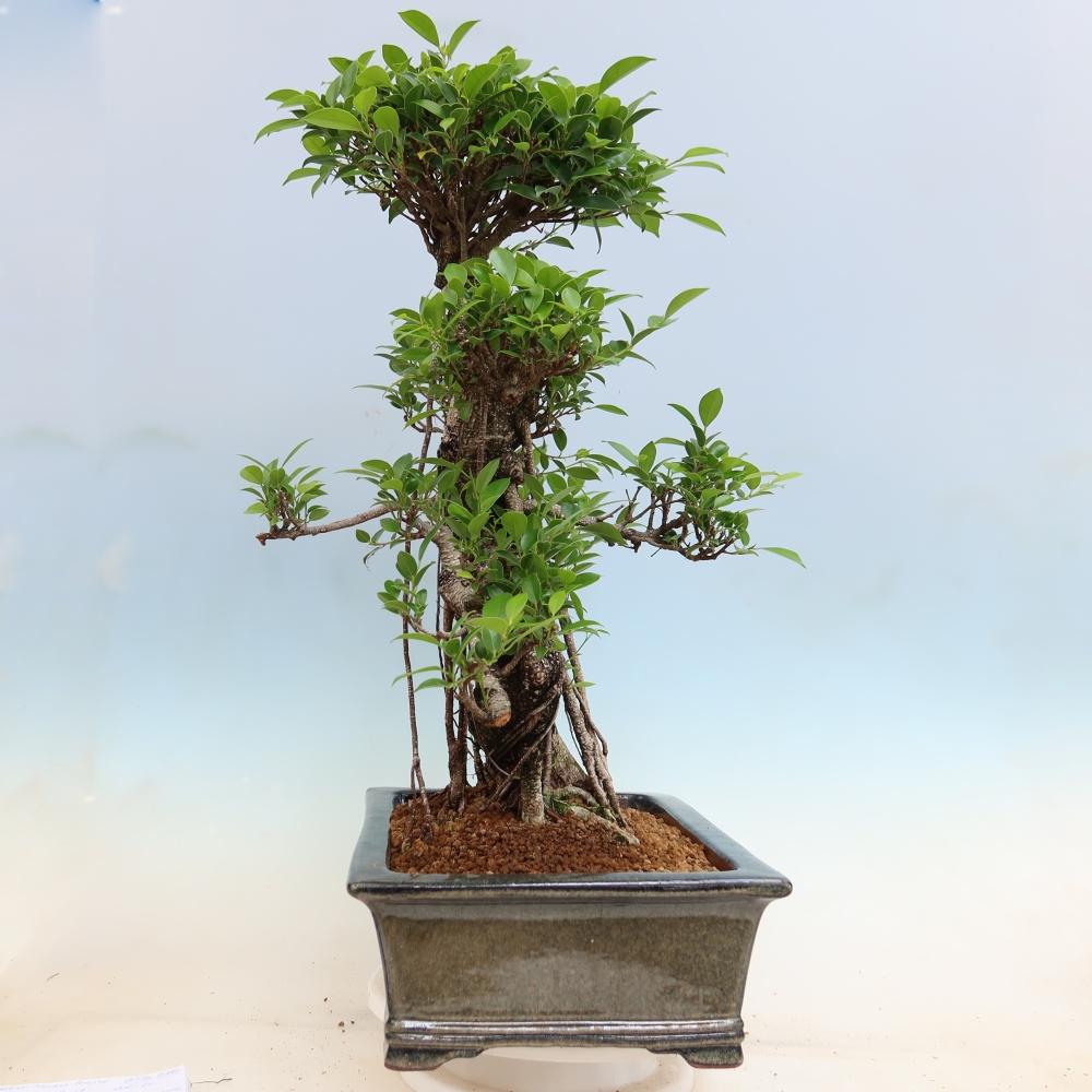 Zimmerbonsai - Ficus kimmen - Kleinblättriger Ficus