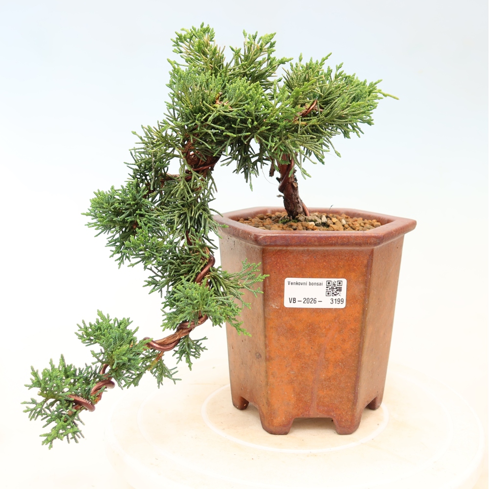 Bonsai für draußen - Juniperus chinensis Kishu
