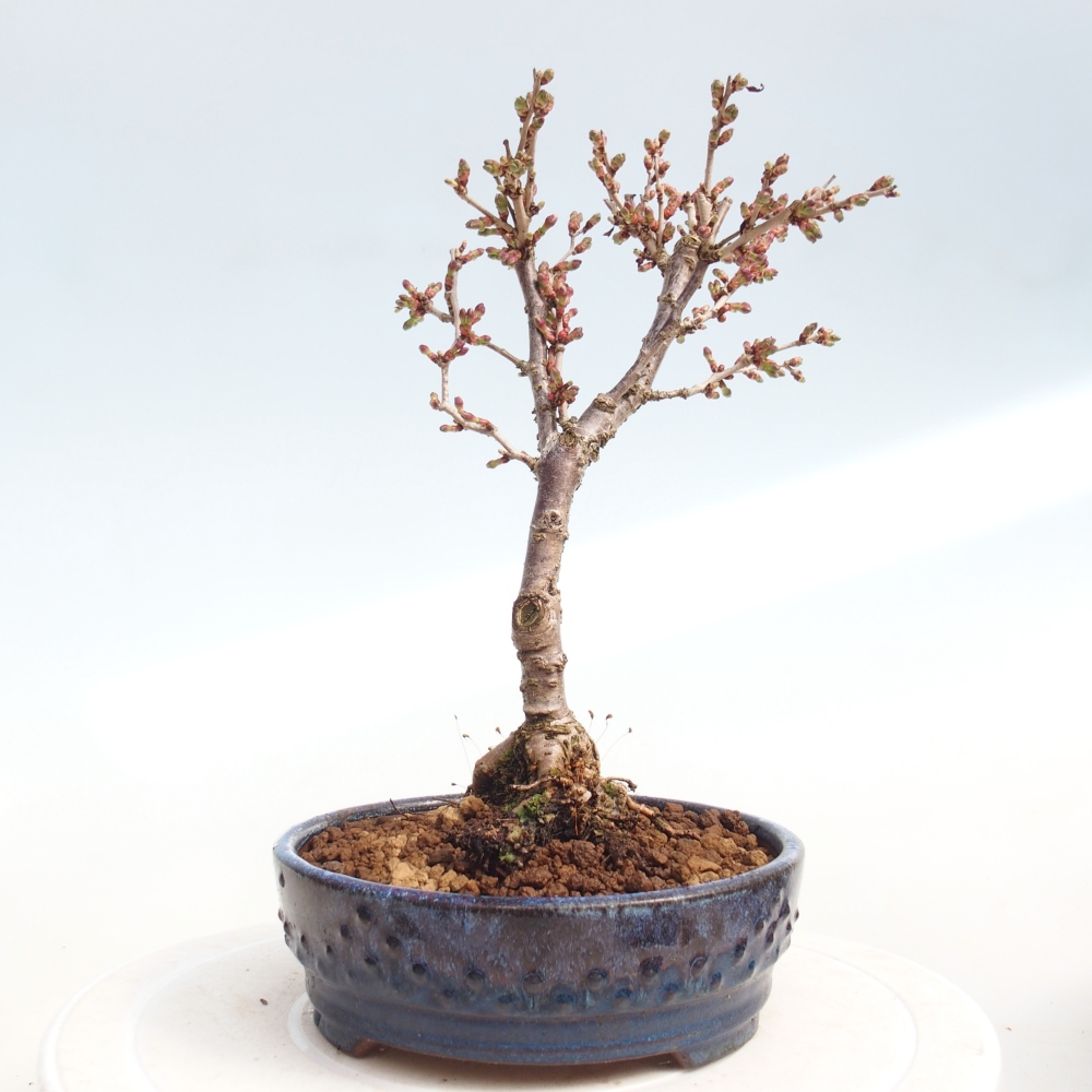 Bonsai für draußen - Prunus incisa Kojou-no mai-Plivon ausgeschnitten