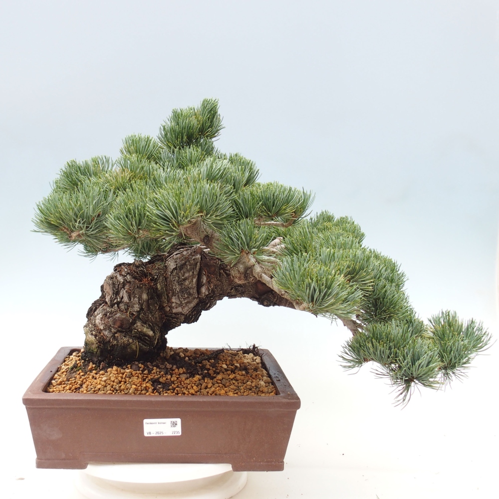Bonsai für draußen - Pinus parviflora - Pinus parviflora