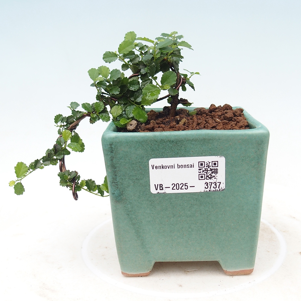 Zimmerbonsai - Grewia sp. - Grewia malafolia