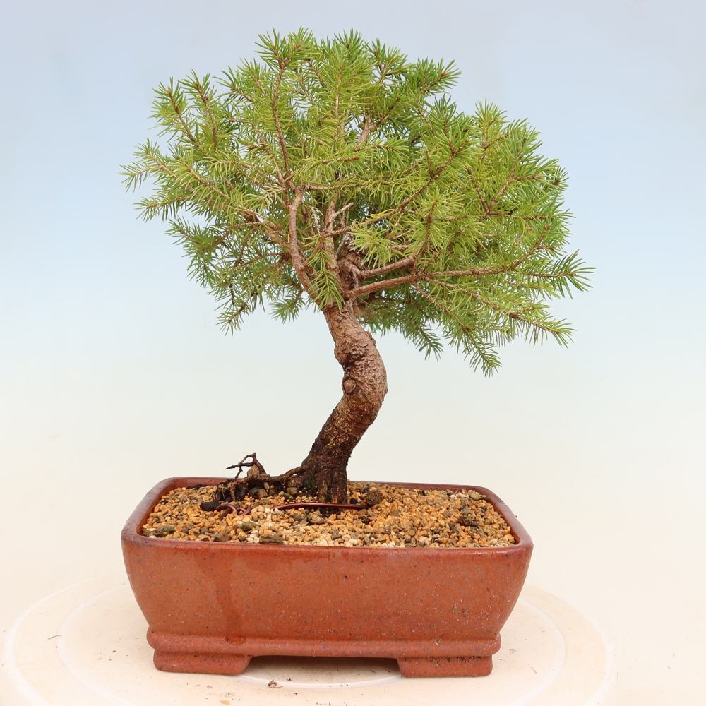 Bonsai für draußen - Fichte - Picea glauca globe