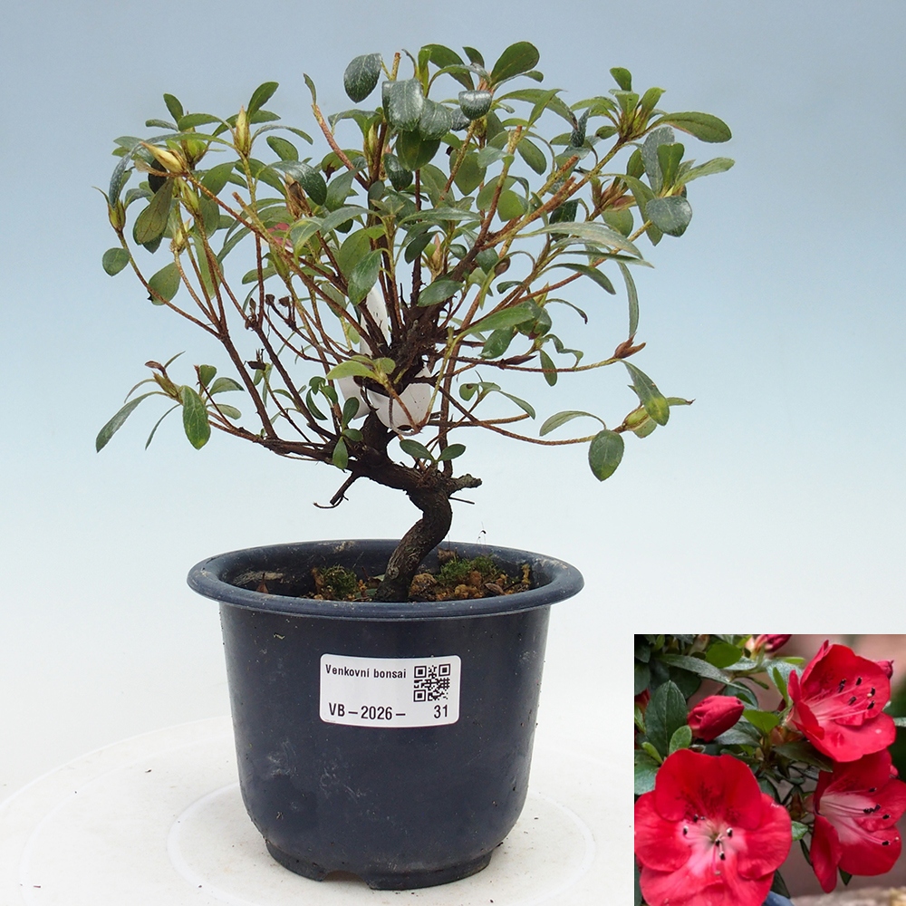 Bonsai für draußen - Japanische Azalee - Azalea Benibeni