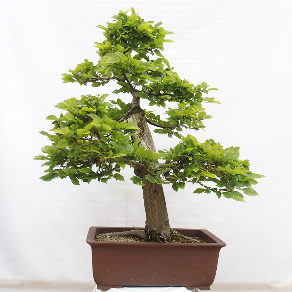 Bonsai für draußen - Hainbuche - Carpinus betulus