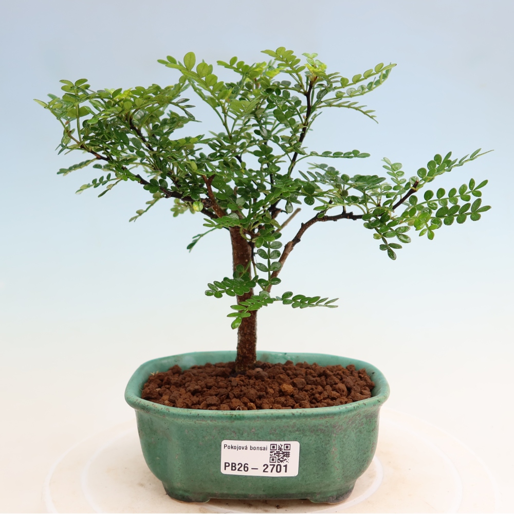 Zimmer Bonsai - Zantoxylum piperitum - Pfefferbaum