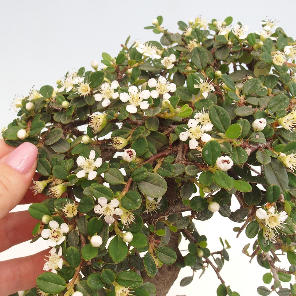 Freiland-Bonsai-Cotoneaster dammeri - Damer's Rock