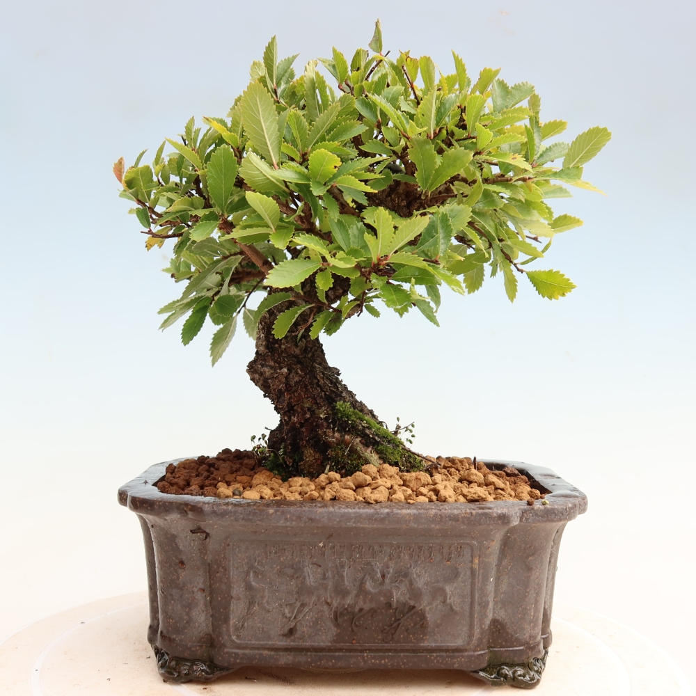 Bonsai für draußen - Zelkova - Zelkova NIRE