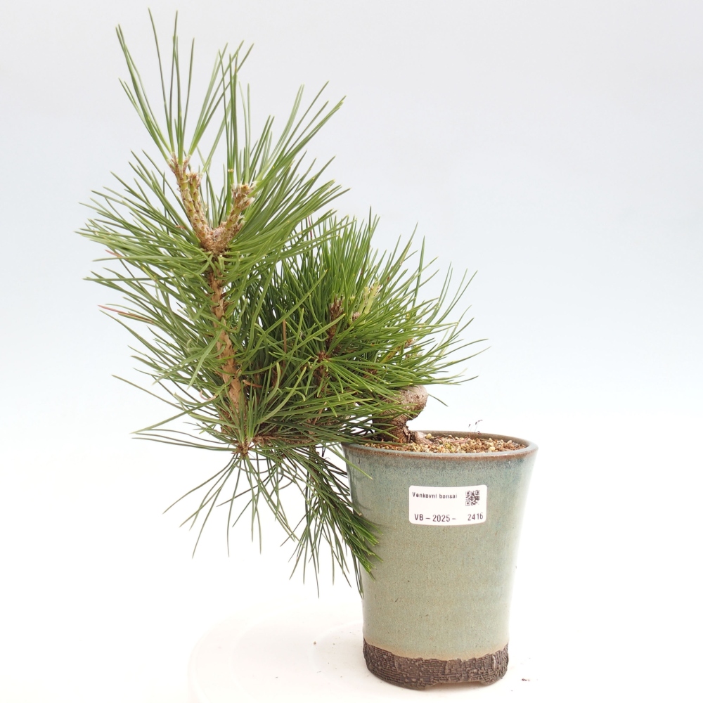Bonsai für draußen - Pinus thunbergii - Thunberg-Kiefer