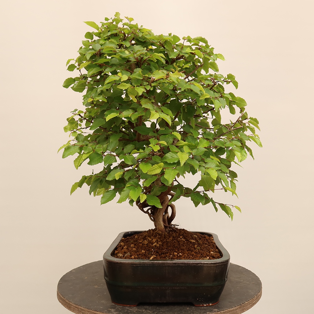 Bonsai für draußen - Karpinus Coreana - Koreanische Hainbuche