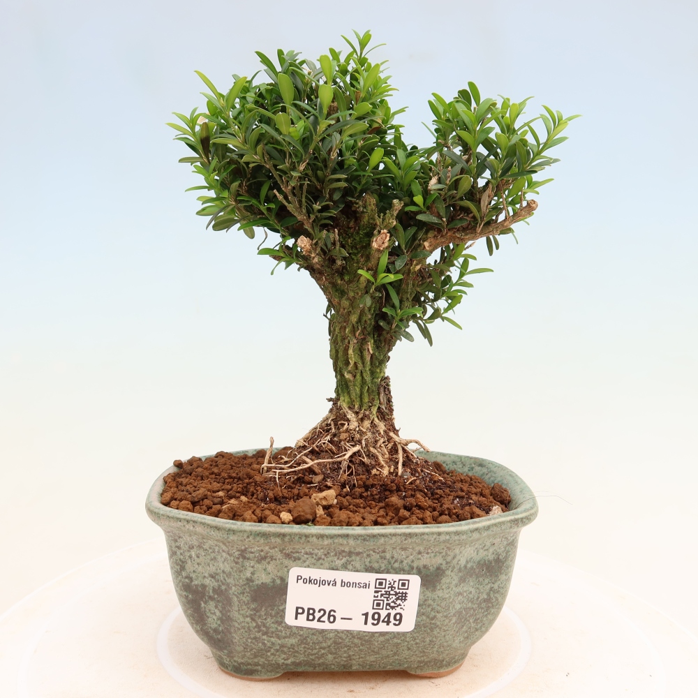 Zimmer Bonsai - Buxus harlandii - Korkbuxus