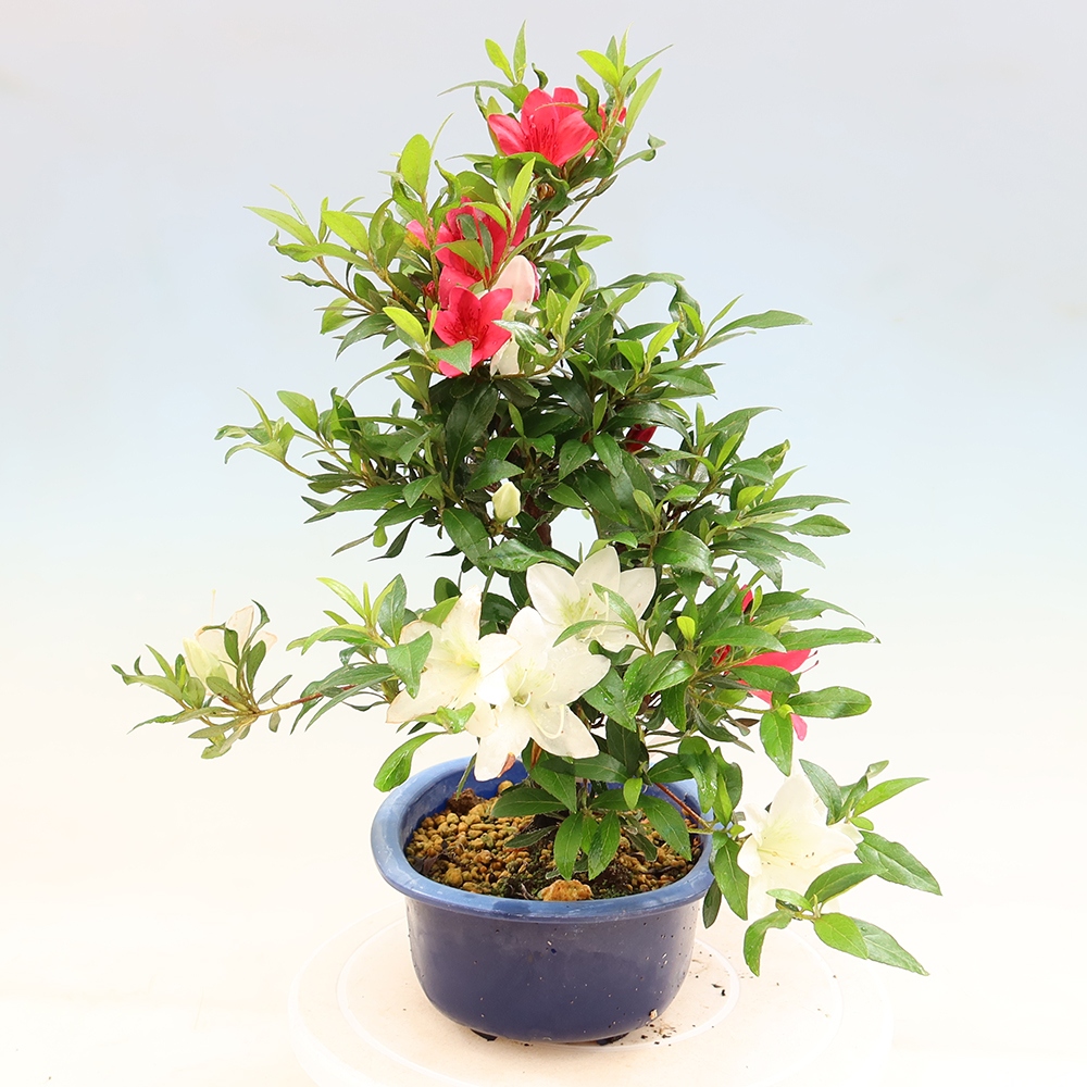 Bonsai für draußen - Japanische Azalee - Azalee CHIHIRO